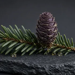 Ялицевий бальзам