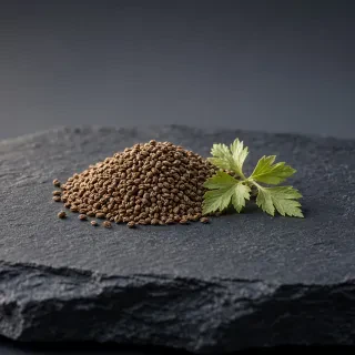 Насіння селери