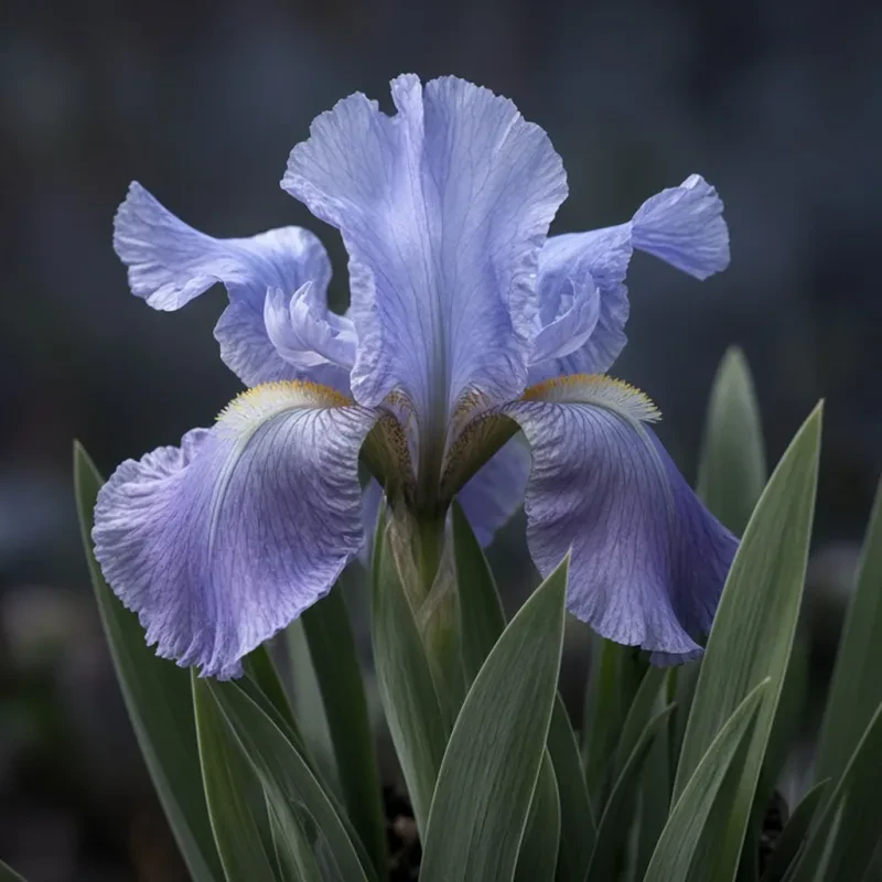 Iris
