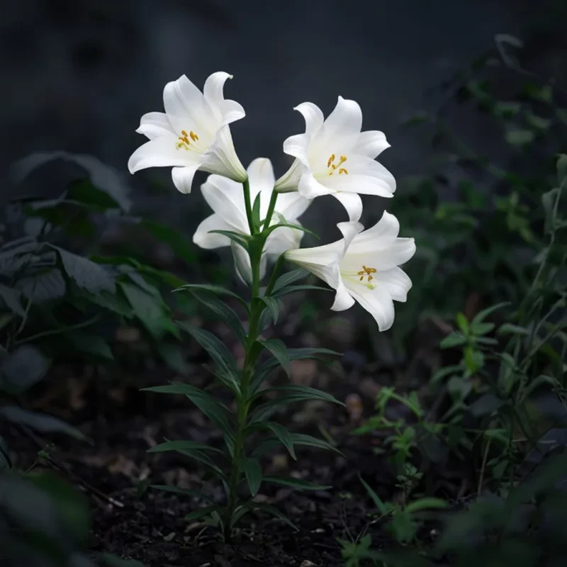 Lily