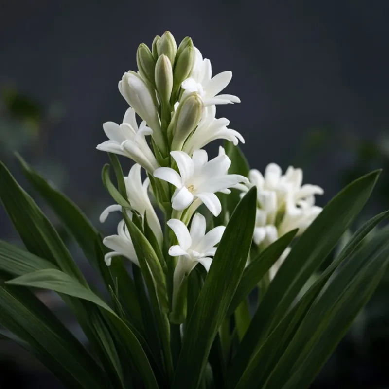 Tuberose