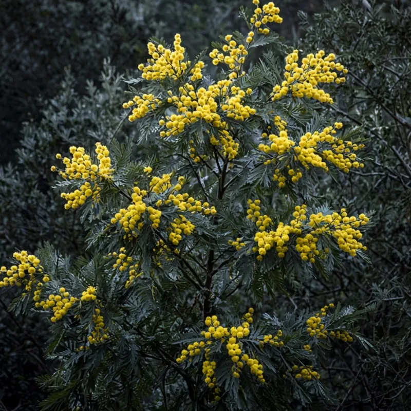 Mimosa (Grasse)