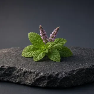 М'ята колосиста (Spearmint)