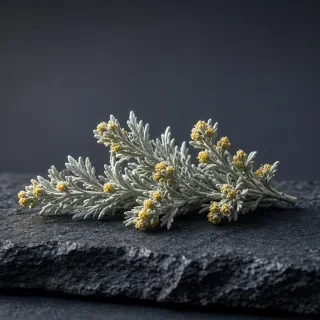 Полин (Artemisia)