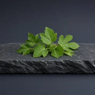 Зелёные листья